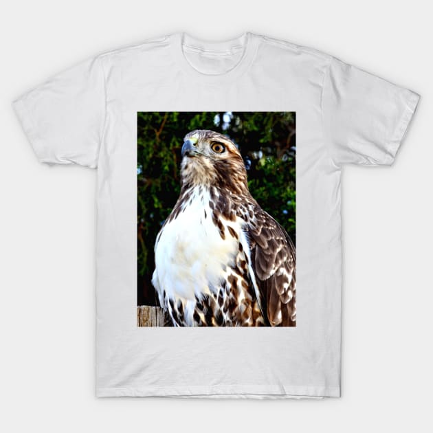 Adult Red Tailed Hawk T-Shirt by Scubagirlamy